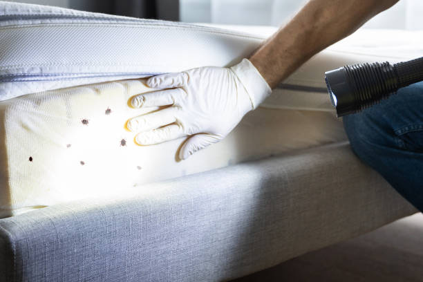 Best Emergency Pest Control  in Warren, PA